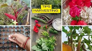 How  to create low cost terrace garden ideas/terrace garden harvesting/terrace garden tips 