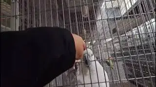 Amsterdam Trip Vlog | From City🦜🦜 Streets to Colorful Parrots, Relaxing Nature