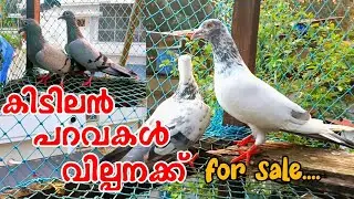 😱🔥പ്രാവുകൾ വില്പനക്ക് parava for sale Kozhikode #kozhikode #parava #sale കിടിലൻ പറവകൾ വില്പനക്ക്....
