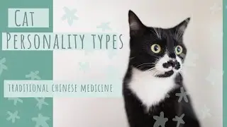Cat Personality Types - What Personality type is your Cat? According to Traditional Chinese Medicine