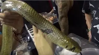 Jim Paschall's Monster 7-foot female Blacktail Cribo at Reptile Super Show in Pomona