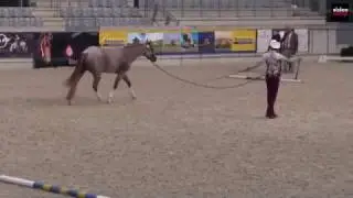 DQHA Longeline Futurity Champion Q16 Aachen Leave A Blue Trace