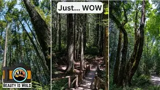 Grand Forest Trail | HIDDEN GEM on Bainbridge Island