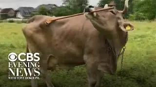 Researchers say this cow's behavior is challenging long-held assumptions