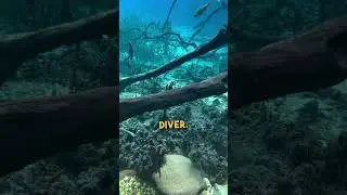 Watch This Amazing Bird Swim Underwater 😮