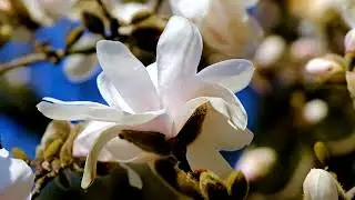 Magnolias, blossom, bloom free stock video  Free for use & download