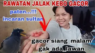rawatan harian jalak kebo gacor dari pagi sampai malam