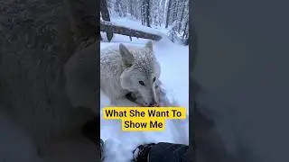 I Helped a Wolf Mother When Her Pups Needed Rescue #wolf #rescue #shorts