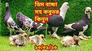 ডিম বাচ্চা সহ কবুতর কিনুন || মাদ্রাজি গোল্লা কবুতর || গিরিবাজ কবুতর || কবুতর বিক্রি || pigeon 