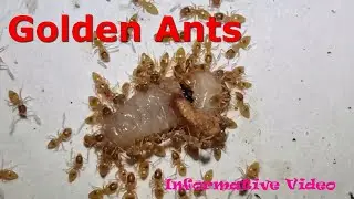 Golden Ants having a Maggot Today | Informative Video