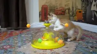 Pet supplies&nbsp;factory &nbsp;dogs product&nbsp;manufacturer dog toys&nbsp;cat toy Pets products&nbsp;manufacturers CK12151