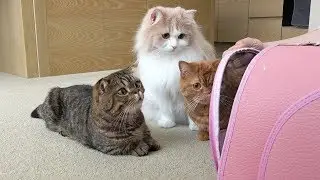 I INTRODUCED A NEW PUPPY TO THE CATS! (ENG SUB)