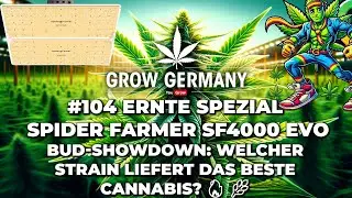 #104 Ernte Spezial: Spider Farmer SF4000 Evo 🔥Bud-Showdown: Welcher Strain liefert bestes Cannabis?🔥