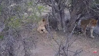 Lions: Thakazile pride splint rest in the shadow. Naledi Dam: Oct 18 2022, 12:20 PM SAST (resume)