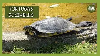 CÓMO QUITARLE EL MIEDO A UNA TORTUGA DE AGUA Y QUE SEAN CONFIADAS CON LAS PERSONAS | CONSEJOS ÚTILES