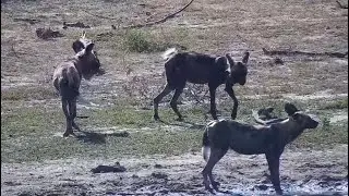 African wild dogs (Lycaon pictus) at Djuma Waterhole