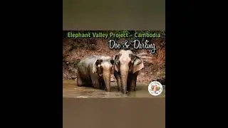 GG news  - 🐘 Collaboration with The Elephant Valley Project, Cambodia, to aid elderly elephants
