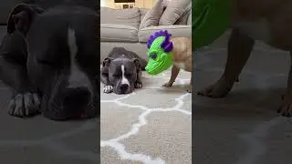 Chihuahuas wear masks to spook big dogs#ChihuahuaLife #DogPranks#DogReactions#FunnyDogVideos