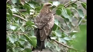         Birds Pune Maharashtra. ! 