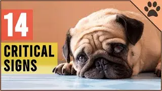 CRITICAL! 14 Signs That Your Dog Is Begging For Help