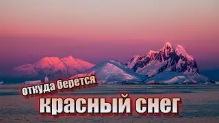 В Антарктиде идет красный снег,  что это значит ?