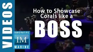 How to Showcase Corals like a BOSS - The ReefRack - Innovative Marine