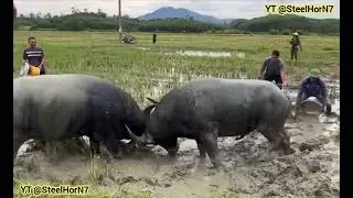 &ldquo;When Two Buffalos Collide &ndash; Real Nature&rsquo;s Battle for Dominance! #buffalofight #asianbuffalo #shorts