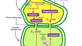 C4 cycle explanation for NEET MBBS