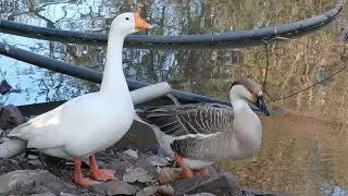 Duck | duck in swimming #youtubevideo #viral 