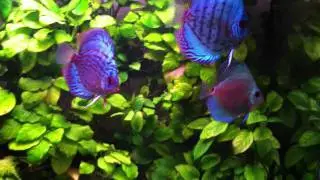 discus blu turchese