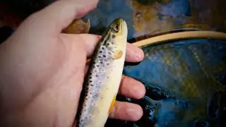 Fly Fishing Fall Foliage and Wild Brown Trout | Southeastern PA