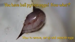 Ball Python Eggs - Removing, setting up and separating eggs