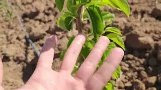 #خدمة_مزارع_الاجاص_عمر_شهرين 🌳🌿🍐