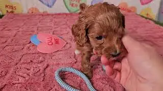 Phoebe - micro-mini Goldendoodle puppy