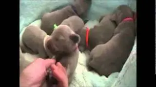 Our first Weimaraner!