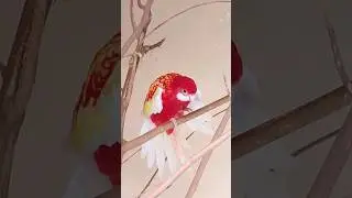 Rosella!❤️ #shorts #youtubeshorts #bird #rosella #parrots #viral