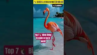 Top 7🐧 Birds living in water or ice in world #7top #pets #birds #zwairbirds #birdshorts #tailed#beak