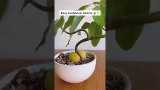 Easiest Way To Make An Avocado Bonsai From Your Avocado Plant (Step-by-Step #AvoBonsai Tutorial)