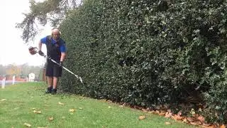 A light trim on a holly hedge