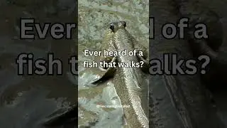 Sigma mud skipper
