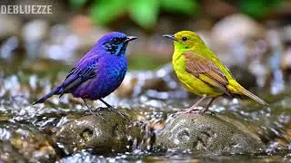 🌿 Gentle piano and meadow birdsong bringing harmony, calm, and deep relaxation 🌿