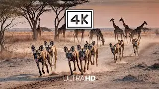 4K WILD AFRICA – Gentle Piano Calm Across Endless Natural Silence