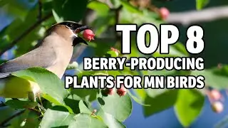 Top 8 Berry Bushes