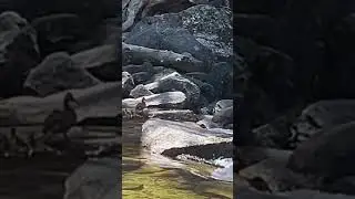 I can&rsquo;t watch!!🫣#duck #waterfall #yosemite #hiking #nationalpark #adventure