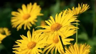 🌸 Beautiful Flower Blooming | Nature&rsquo;s Magical Beauty 🌿✨@killer-8700 