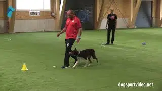Qualification - C&eacute;sar Jos&eacute; Arroyo Gonzalez + Gingerbell Kindle Dwindle/Border Collie - Spain