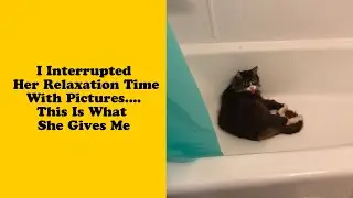 50 Over Dramatic Cats Who Deserve An Oscar 3/3 - Funny cat