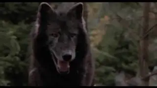 Wolf attack dog save lion puppies
