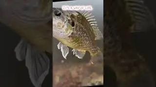 REEL UNTAMED - SUB AND LIKE&hellip;BASS FISHING AND MORE&hellip;#reeluntamed #catfishtechniques #fishingjourney