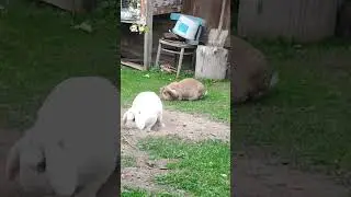 Кроль Снежка проводит покапушки😁🐰🐾 #rabbit #bunny #village